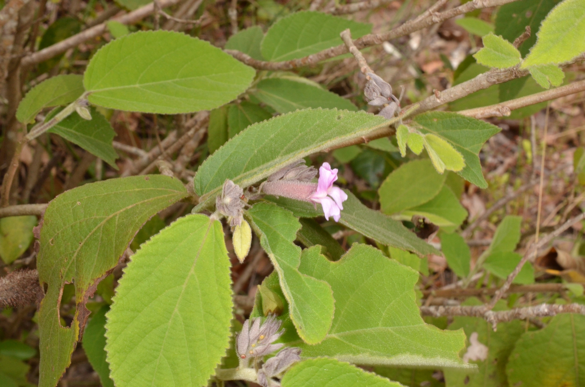 Tổ kén cái — ảnh 3
