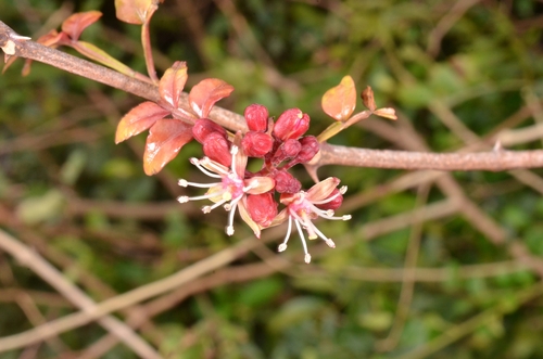Harrisonia perforata observed 2023-02-28
