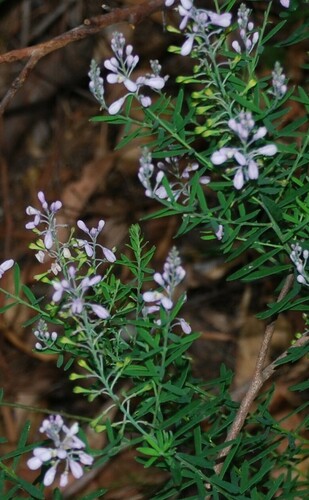 Image of Comesperma esulifolium by (c) Татьяна Максимова, some rights reserved (CC BY)