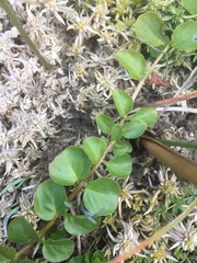 Sphagnum denticulatum