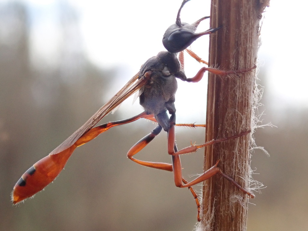 Ammophila parkeri
