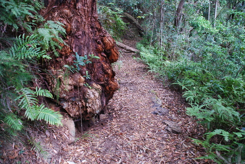 Image of Eucalyptus campanulata by (c) Татьяна Максимова, some rights reserved (CC BY)