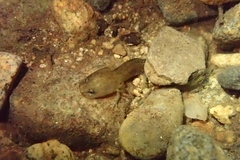 Tsushima Salamander photo 5