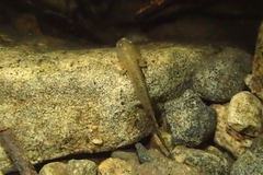 Tsushima Salamander photo 2