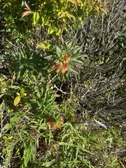 Lobelia laxiflora image