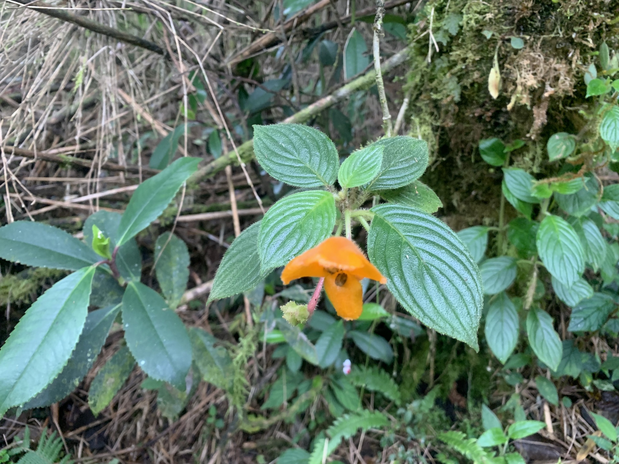 Columnea strigosa image