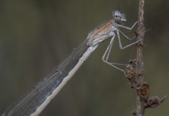 Sympecma paedisca