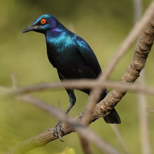 Bronze-tailed Starling (Lamprotornis chalcurus), photo 4