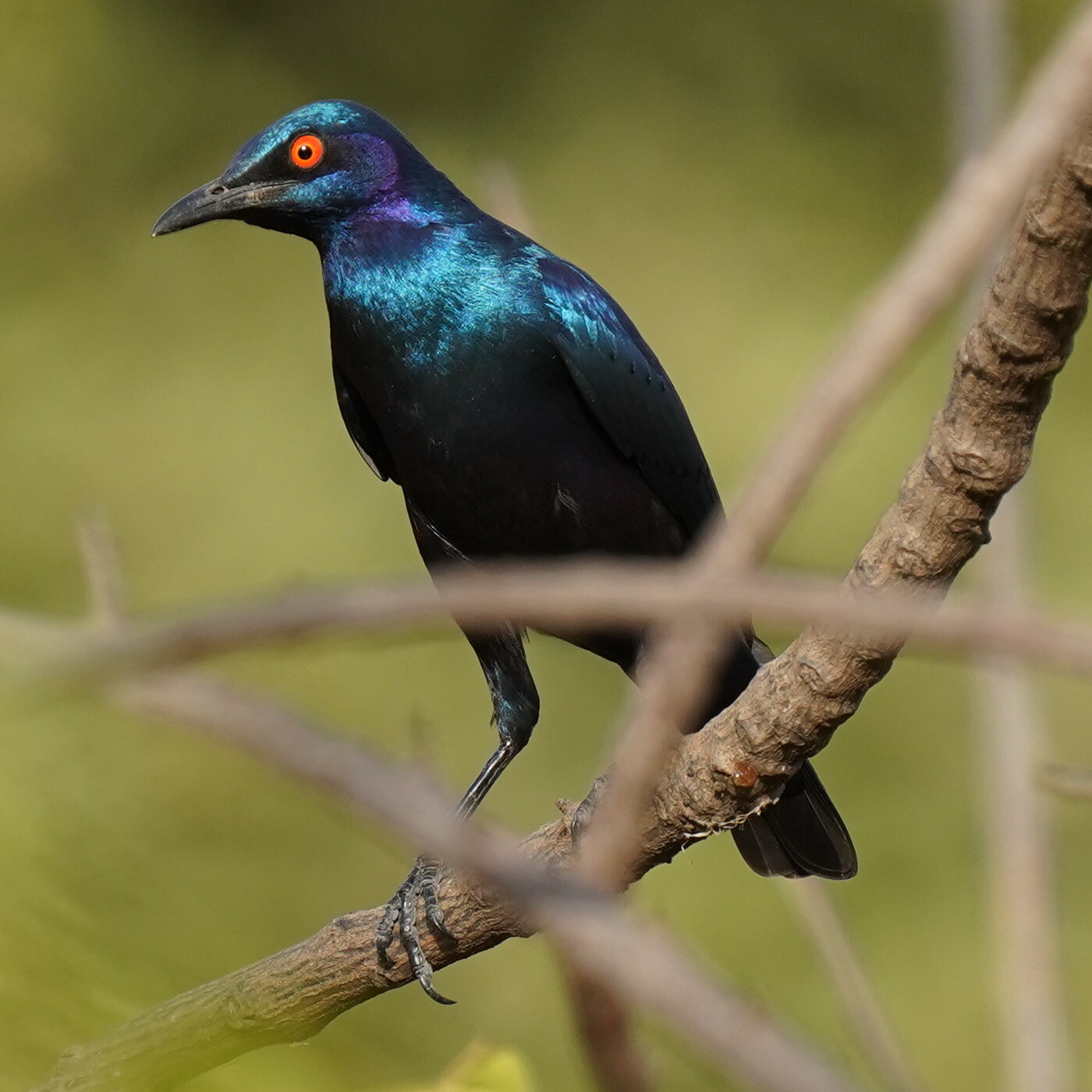 Bronze-tailed Starling (Lamprotornis chalcurus), photo 4