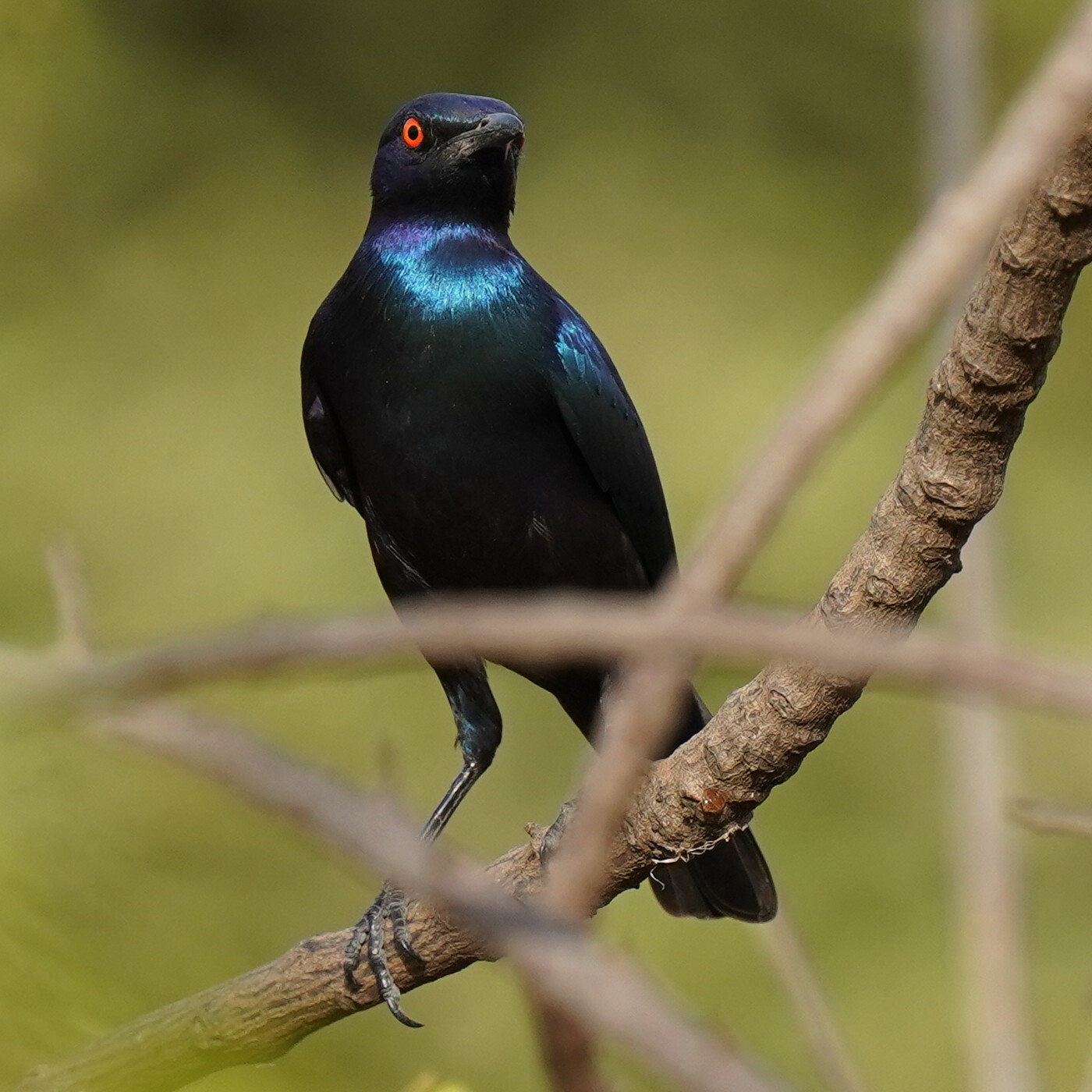 Bronze-tailed Starling (Lamprotornis chalcurus), photo 5