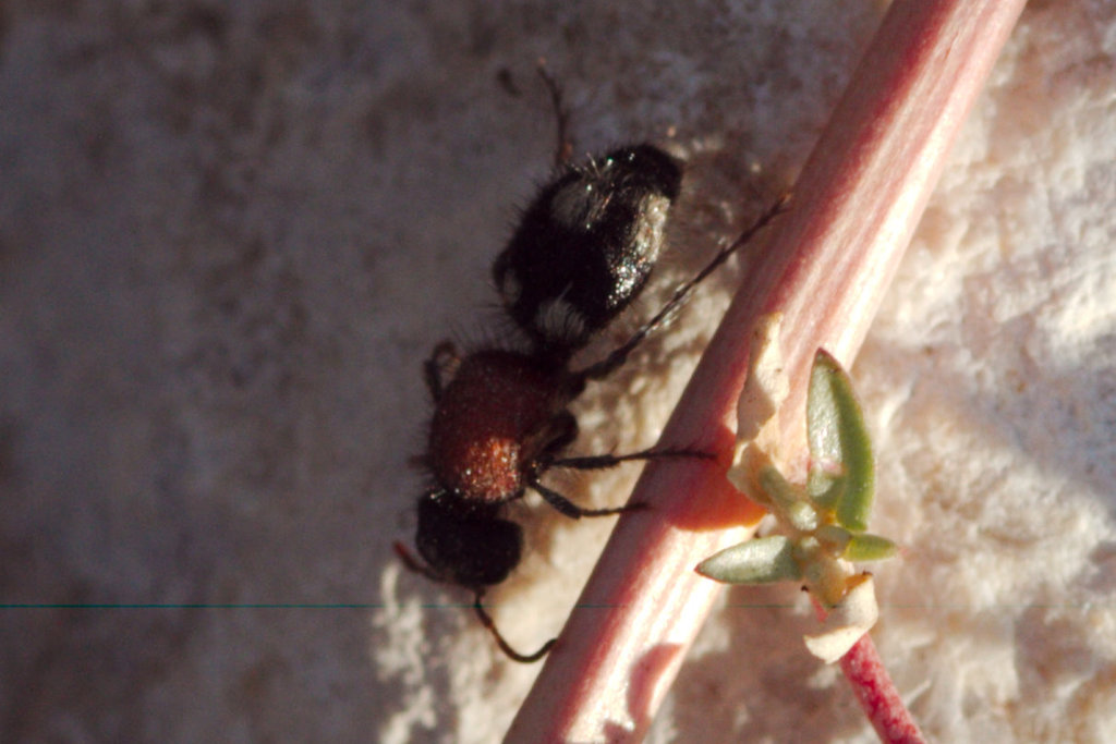 Ronisia marocana