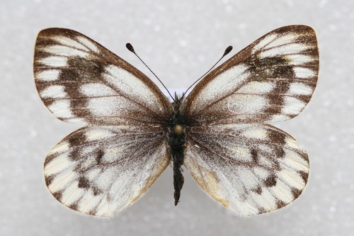 Pieris dubernardi kozlovi
