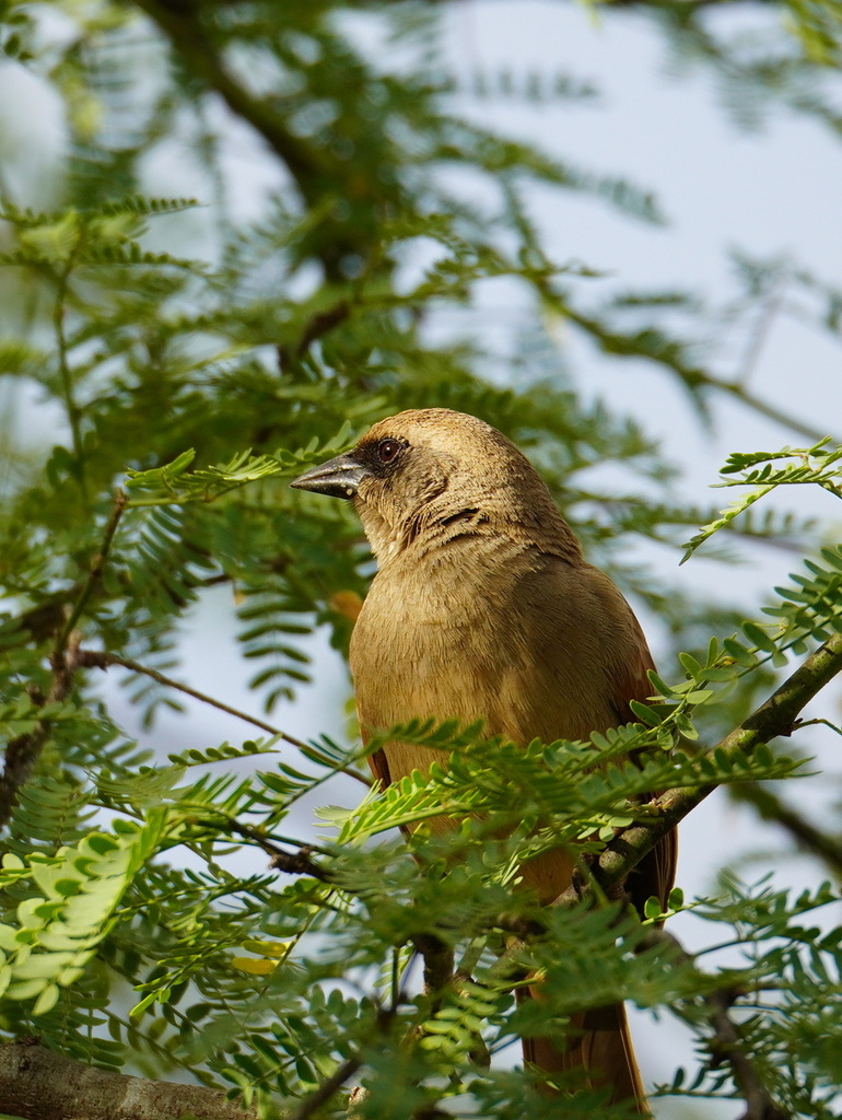 Agelaioides fringillarius
