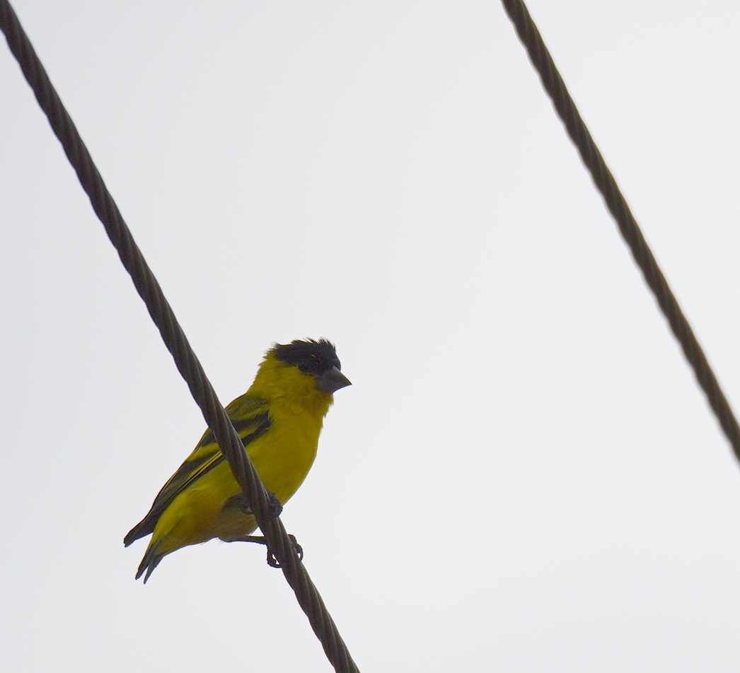 Yellow-faced Siskin (Spinus yarrellii), photo 1