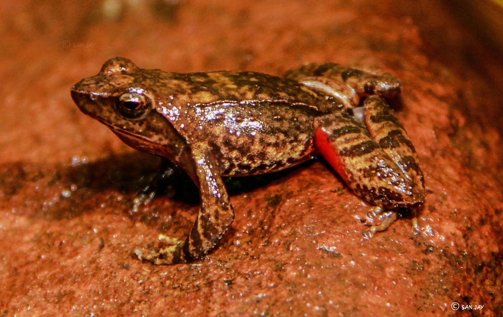 Dancing Frogs