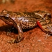 Dancing Frogs - Photo (c) indianwildlife, some rights reserved (CC BY-NC), uploaded by indianwildlife