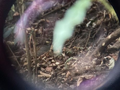 Taiwan Partridge (Arborophila crudigularis), photo 8