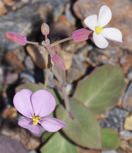 Moricandia foetida