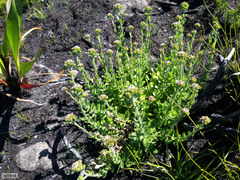 Pseudoselago peninsulae