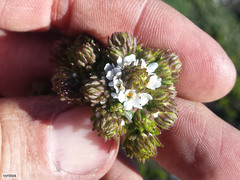 Pseudoselago peninsulae