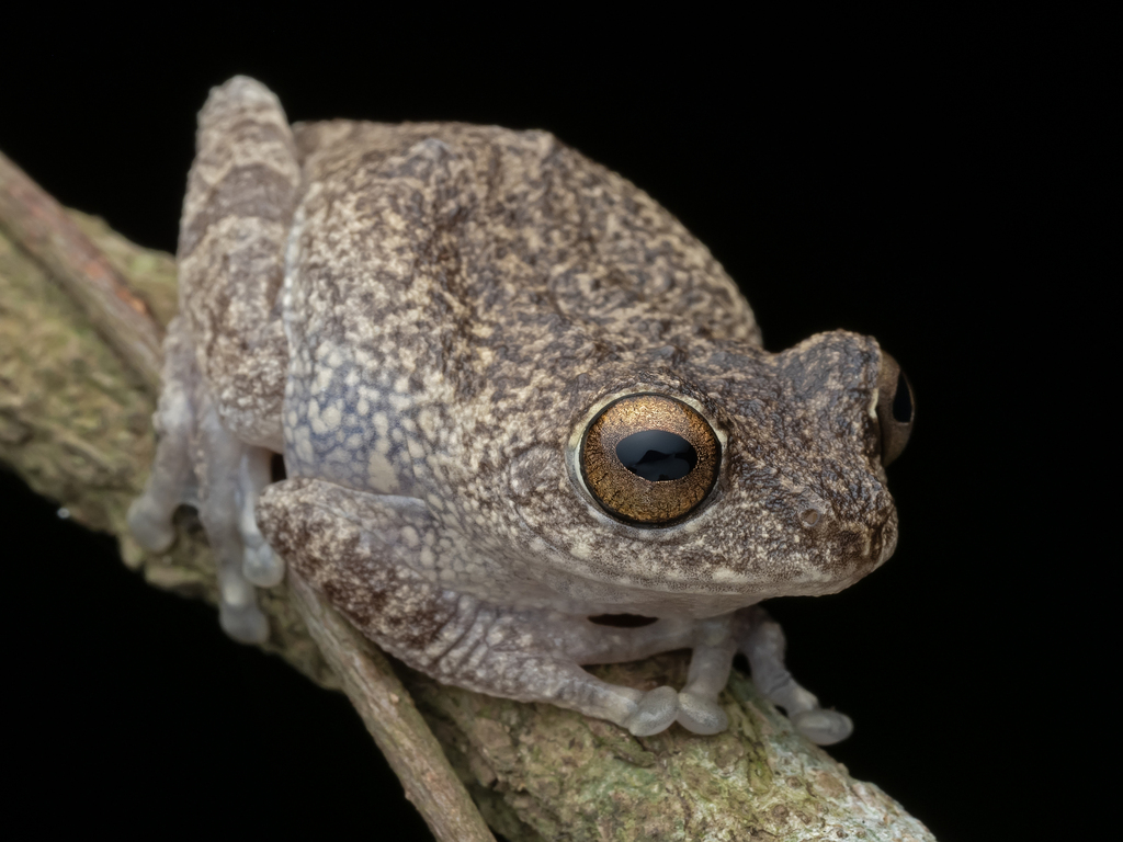 Dutta's Bubble-nest Frog (Raorchestes hassanensis)