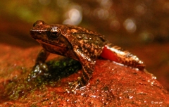 Micrixalus phyllophilus