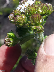 Pseudoselago peninsulae