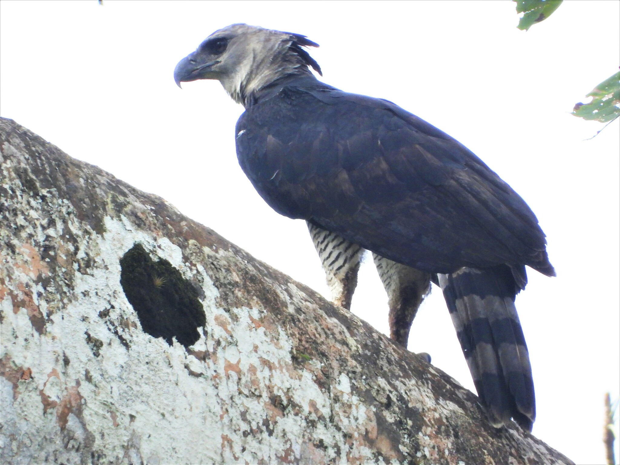 Harpy Eagle (Harpia harpyja) · iNaturalist