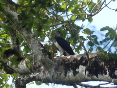 Harpia harpyja image