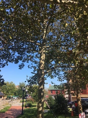 Platanus × hispanica