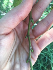 Platanus × hispanica