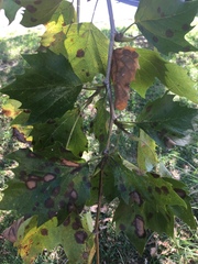 Platanus × hispanica