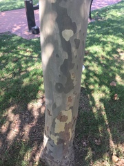 Platanus × hispanica