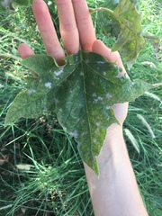 Platanus × hispanica