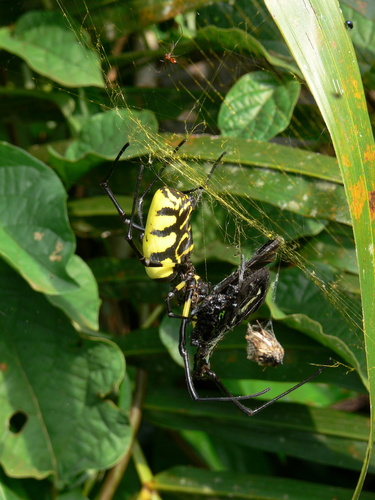 Trichonephila turneri