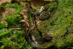 Ophiocordyceps entomorrhiza