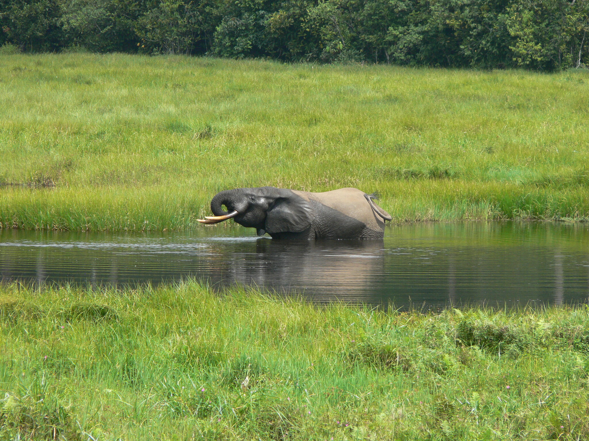African forest elephant