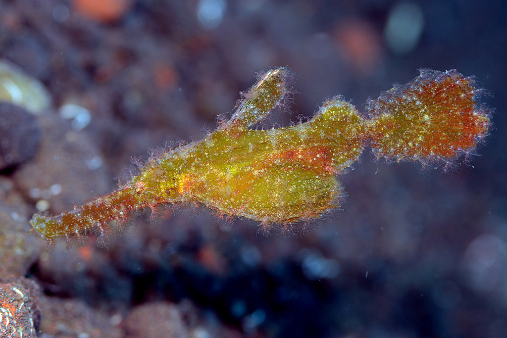 Hairy Ghost Pipefish