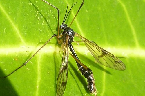 Ptychoptera paludosa
