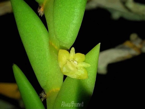 Dendrobium indivisum