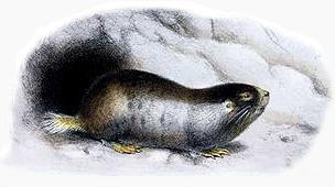 Namaqua Dune Molerat (Bathyergus janetta) — Least Concern Mammalia