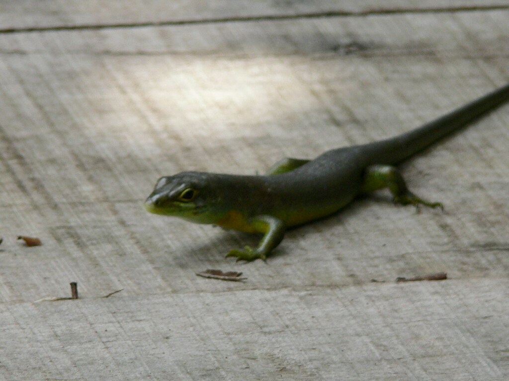 Makolowodé’s Trachylepis