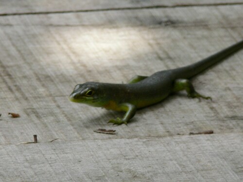 Makolowodé’s Trachylepis, Trachylepis makolowodei