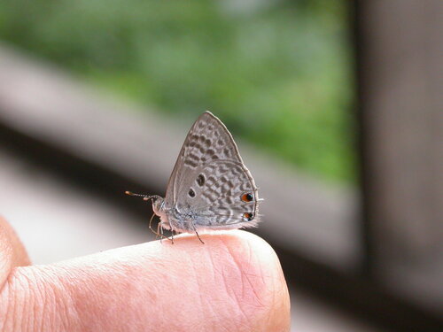 Lebombo Hairtail
