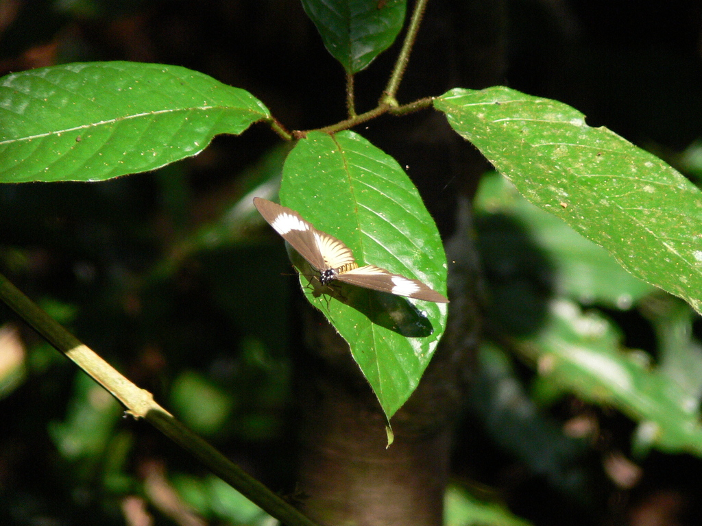 Acraea excisa