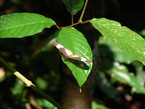 Acraea excisa