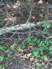 Fungi