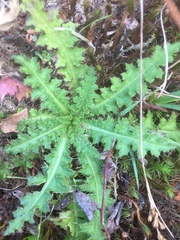 Cirsium palustre