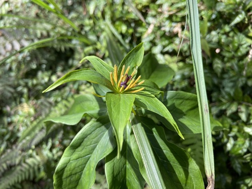 Paris polyphylla iNat (1)