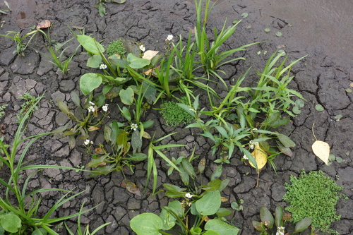 Image of Sagittaria natans by (c) Oleg Kosterin, some rights reserved (CC BY)